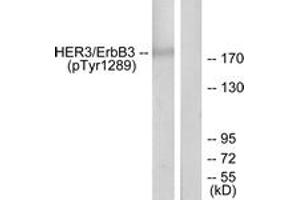 Western Blotting (WB) image for anti-Receptor Tyrosine-Protein Kinase ErbB-3 (ERBB3) (AA 1256-1305), (pTyr1289) antibody (ABIN1531610)