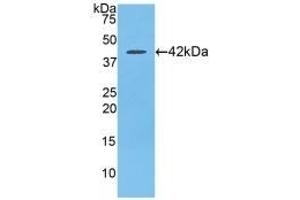 CCL21 Antikörper  (AA 5-132)