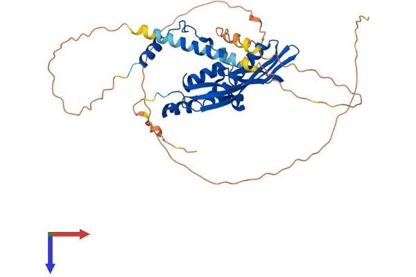 RAD52 Protein (AA 1-418) (His tag)