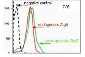 Flow Cytometry (FACS) image for anti-ATG5 Autophagy Related 5 (ATG5) antibody (ABIN492606) (ATG5 Antikörper)