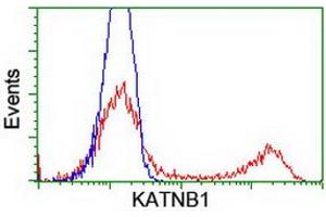 HEK293T cells transfected with either RC201852 overexpress plasmid (Red) or empty vector control plasmid (Blue) were immunostained by anti-KATNB1 antibody (ABIN2455151), and then analyzed by flow cytometry. (KATNB1 Antikörper)