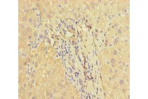 Immunohistochemistry of paraffin-embedded human liver tissue using ABIN7166464 at dilution of 1:100 (PAR1 Antikörper  (AA 42-102))