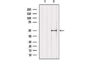 Western blot analysis of extracts from Mouse brain, using TFAP2D Antibody. (TFAP2D Antikörper  (Internal Region))