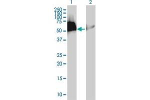 Western Blot analysis of HEXIM1 expression in transfected 293T cell line by HEXIM1 MaxPab polyclonal antibody. (HEXIM1 Antikörper  (AA 1-359))