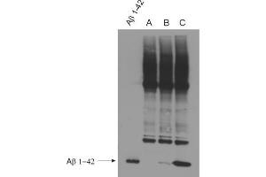 WB detection (ECL) of Abeta peptides (dilution 1 : 500). (Abeta 38/40/42 (AA 1-16), (AA 4-16) Antikörper)