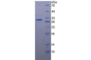 SDS-PAGE analysis of Human MMP24 Protein.
