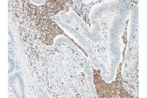 Image no. 1 for anti-Interleukin 5 (IL5) antibody (ABIN465636) (IL-5 Antikörper)
