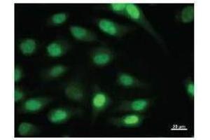 Immunostaining analysis in HeLa cells. (ID1 Antikörper)