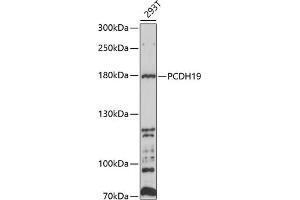 Western blot analysis of extracts of 293T cells, using PCDH19 antibody (ABIN6129088, ABIN6145293, ABIN6145294 and ABIN6214187) at 1:1000 dilution. (PCDH19 Antikörper  (AA 568-678))