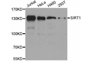 Western blot analysis of extracts of various cell lines, using SIRT1 antibody (ABIN5998812) at 1/1000 dilution. (SIRT1 Antikörper)