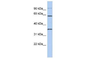 WB Suggested Anti-FAM71B Antibody Titration: 0.
