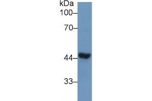 Western Blot; Sample: Human Liver lysate; Primary Ab: 1µg/ml Rabbit Anti-Human TDP43 Antibody Second Ab: 0. (TARDBP Antikörper  (AA 104-262))