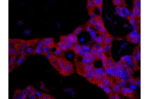 Immunofluorescence (IF) image for anti-FK506 Binding Protein 4, 59kDa (FKBP4) (AA 1-50) antibody (ABIN7448967) (FKBP4 Antikörper  (AA 1-50))