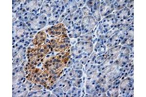 Immunohistochemical staining of paraffin-embedded Kidney tissue using anti-PASKmouse monoclonal antibody. (PASK Antikörper)