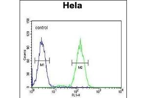 BCKDHB Antibody (N-term) (ABIN654629 and ABIN2844325) flow cytometric analysis of Hela cells (right histogram) compared to a negative control cell (left histogram).