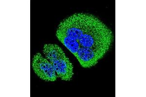 Confocal immunofluorescent analysis of ANKRD58 Antibody (C-term) (ABIN655785 and ABIN2845218) with A549 cell followed by Alexa Fluor 488-conjugated goat anti-rabbit lgG (green). (ANKRD58 Antikörper  (C-Term))