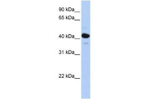 Western Blotting (WB) image for anti-Hydroxysteroid (11-Beta) Dehydrogenase 2 (HSD11B2) antibody (ABIN2458581) (HSD11B2 Antikörper)