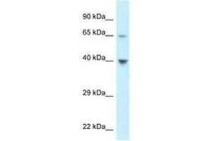 Image no. 1 for anti-Chemokine (C-C Motif) Receptor-Like 1 (CCRL1) (C-Term) antibody (ABIN6747646) (CCRL1 Antikörper  (C-Term))