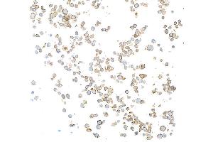 Immunocytochemistry (ICC) image for anti-Membrane-Spanning 4-Domains, Subfamily A, Member 1 (MS4A1) antibody (ABIN7449560) (CD20 Antikörper)