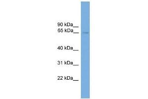 NRBP1 antibody used at 0. (NRBP1 Antikörper  (N-Term))