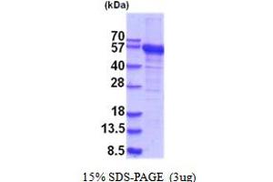SDS-PAGE (SDS) image for RNA Methyltransferase Like 1 (RNMTL1) (AA 1-420) protein (His tag) (ABIN5854171)