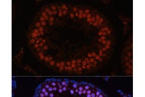 Immunofluorescence analysis of Rat testis using MSH4 Polyclonal Antibody at dilution of 1:100. (MSH4 Antikörper)