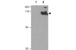 Western blot using CDC27 (phospho T244) polyclonal antibody  shows detection of a band ~92 KDa corresponding to phosphorylated human CDC27 (arrowhead). (CDC27 Antikörper  (pThr244))