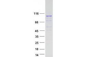 Validation with Western Blot (PCDHGA2 Protein (Transcript Variant 2) (Myc-DYKDDDDK Tag))