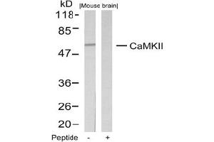 Image no. 1 for anti-Calcium/calmodulin-Dependent Protein Kinase II alpha (CAMK2A) (Thr286) antibody (ABIN197550) (CAMK2A Antikörper  (Thr286))