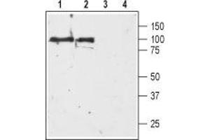 Western Blotting (WB) image for anti-Dopamine Receptor D3 (DRD3) (AA 15-29), (Extracellular) antibody (ABIN7043109)