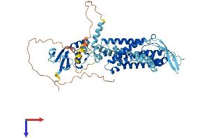 KCNC1 Protein (AA 1-511) (His tag)
