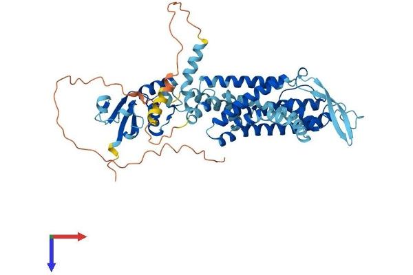 KCNC1 Protein (AA 1-511) (His tag)