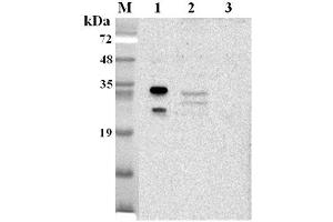 Western blot analysis using anti-NQO1 (human), pAb  at 1:2'000 dilution. (NQO1 Antikörper)