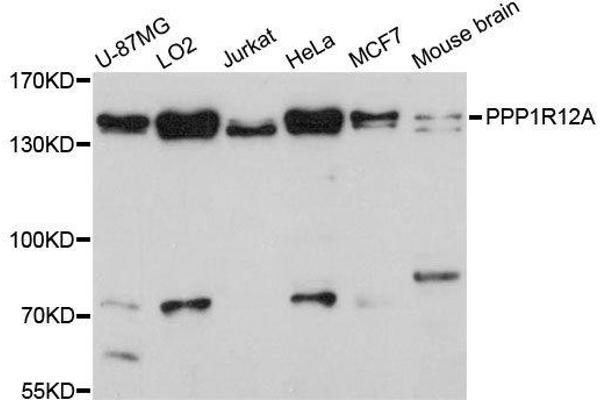 PPP1R12A Antikörper  (AA 1-200)