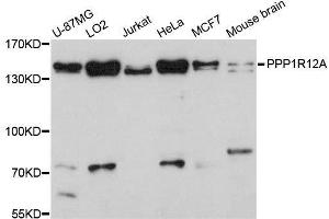 Western blot analysis of extracts of various cell lines, using PPP1R12A antibody.