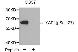 Western blot analysis of extracts from COS7 tissue,using Phospho-YAP1-S127 antibody.