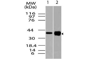 Image no. 1 for anti-Runt-Related Transcription Factor 3 (RUNX3) (AA 100-320) antibody (ABIN5027511) (RUNX3 Antikörper  (AA 100-320))