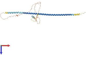 LUZP4 Protein (AA 1-313) (His tag)