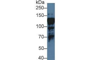 Western blot analysis of Human HepG2 cell lysate, using Human ILF3 Antibody (1 µg/ml) and HRP-conjugated Goat Anti-Rabbit antibody ( (Interleukin enhancer-binding factor 3 (ILF3) (AA 672-891) Antikörper)