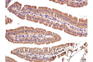 Paraformaldehyde-fixed, paraffin embedded mouse intestine, Antigen retrieval by boiling in sodium citrate buffer (pH6. (FAM134C Antikörper  (AA 76-180))