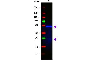 Western Blot of ATTO 488 conjugated Goat anti-Mouse IgG1 (Gamma 1 chain) Pre-adsorbed secondary antibody. (Ziege anti-Maus IgG1 (Heavy Chain) Antikörper (Atto 488) - Preadsorbed)