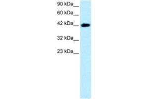 Western Blotting (WB) image for anti-BarH-Like Homeobox 2 (BARHL2) antibody (ABIN2460338) (BARHL2 Antikörper)