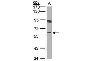 WB Image Sample(30 ug whole cell lysate) A:Raji , 7. (SCMH1 Antikörper  (Center))