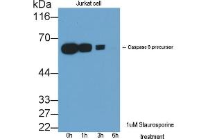 Detection of CASP8 in lysates of Jurkat cell line using Polyclonal Antibody to Caspase 8 (CASP8) (Caspase 8 Antikörper  (AA 385-479))