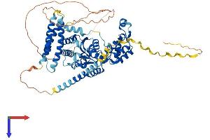 Spastin Protein (SPAST) (AA 1-616) (His tag)