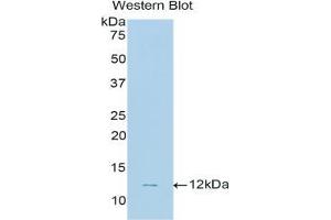 Western blot analysis of the recombinant protein. (NPPC Antikörper  (AA 33-125))
