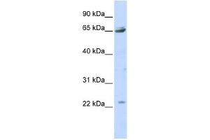Western Blotting (WB) image for anti-Purinergic Receptor P2X, Ligand Gated Ion Channel 2 (P2RX2) (Middle Region) antibody (ABIN633698)