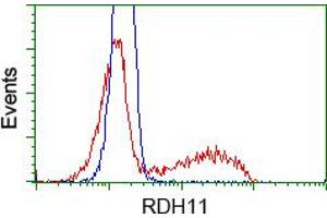 Image no. 1 for anti-Retinol Dehydrogenase 11 (All-Trans/9-Cis/11-Cis) (RDH11) antibody (ABIN1500654) (RDH11 Antikörper)