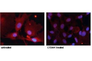 Immunofluorescence staining of methanol-fixed MEF cells untreated or treated with LY2904 using FKHR (Phospho-Ser256) Antibody.