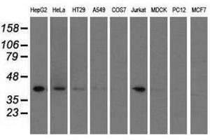 Image no. 3 for anti-3-hydroxyisobutyryl-CoA Hydrolase (HIBCH) antibody (ABIN1498656) (HIBCH Antikörper)